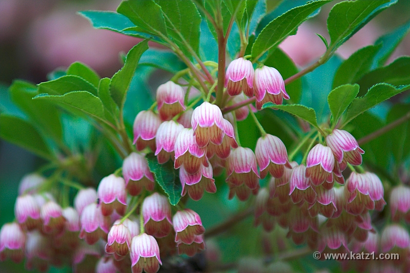 NJ Botanical Gardens 2